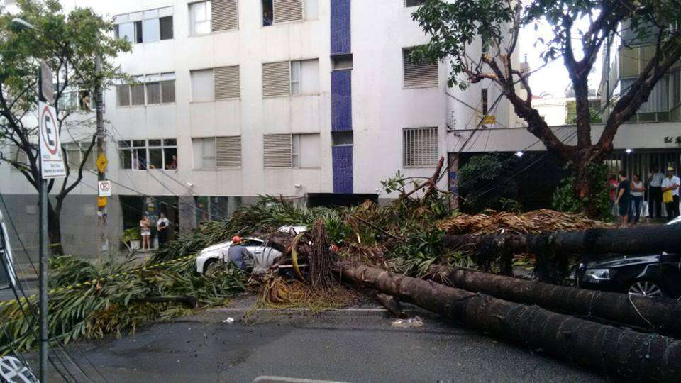 Queda de árvore sobre táxi na região do Barro Preto. Crédito: Reprodução Whatsapp