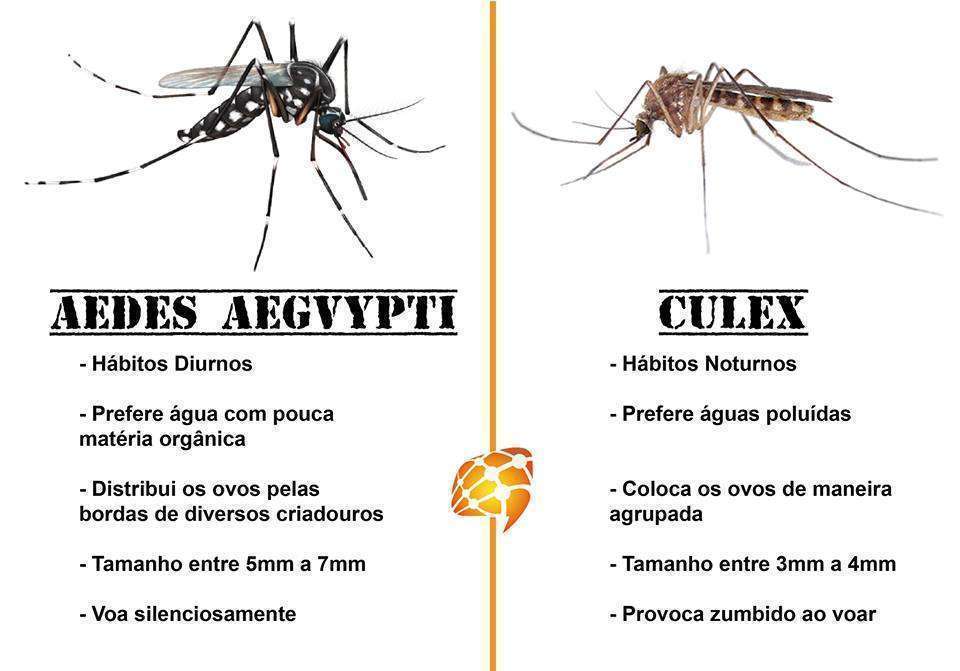 Tabela comparativa entre os mosquitos Aedes e Culex. Tabela: William Araújo