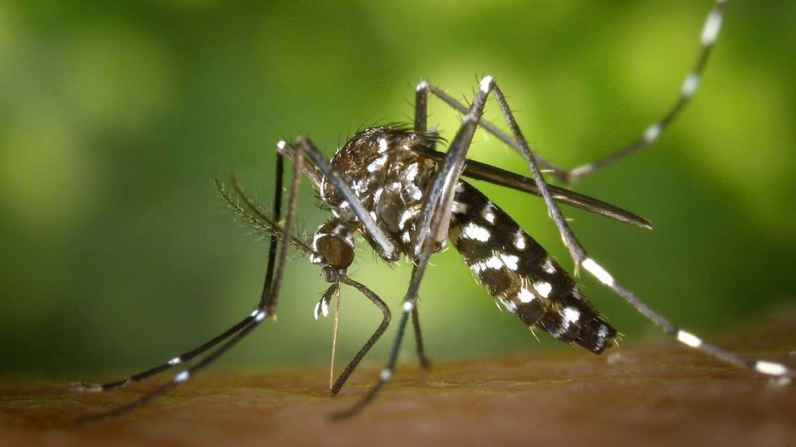 O mosquito da dengue não voa mais que 1,20m. Fonte: pixabay.com
