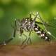 O mosquito da dengue não voa mais que 1,20m. Fonte: pixabay.com