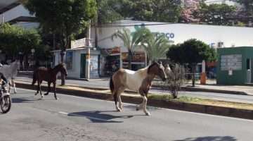 Cavalos passeiam pela avenida Mário Werneck e atrapalham o trânsito. Foto: Victória Trigueiro