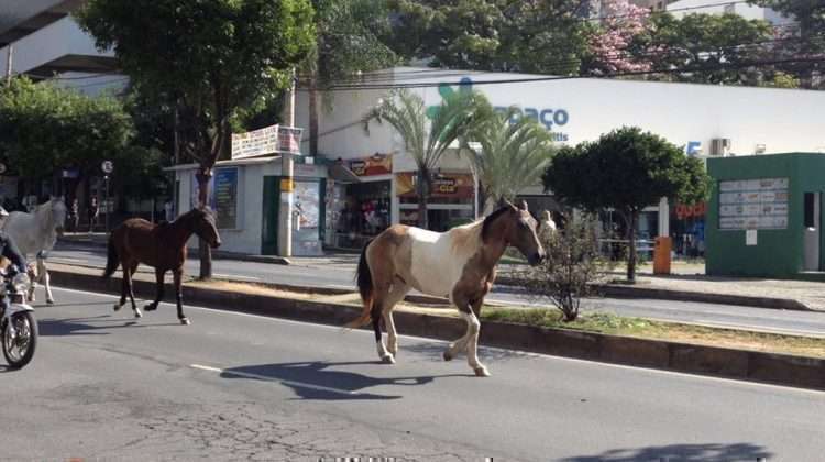Cavalos passeiam pela avenida Mário Werneck e atrapalham o trânsito. Foto: Victória Trigueiro