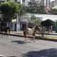 Cavalos passeiam pela avenida Mário Werneck e atrapalham o trânsito. Foto: Victória Trigueiro