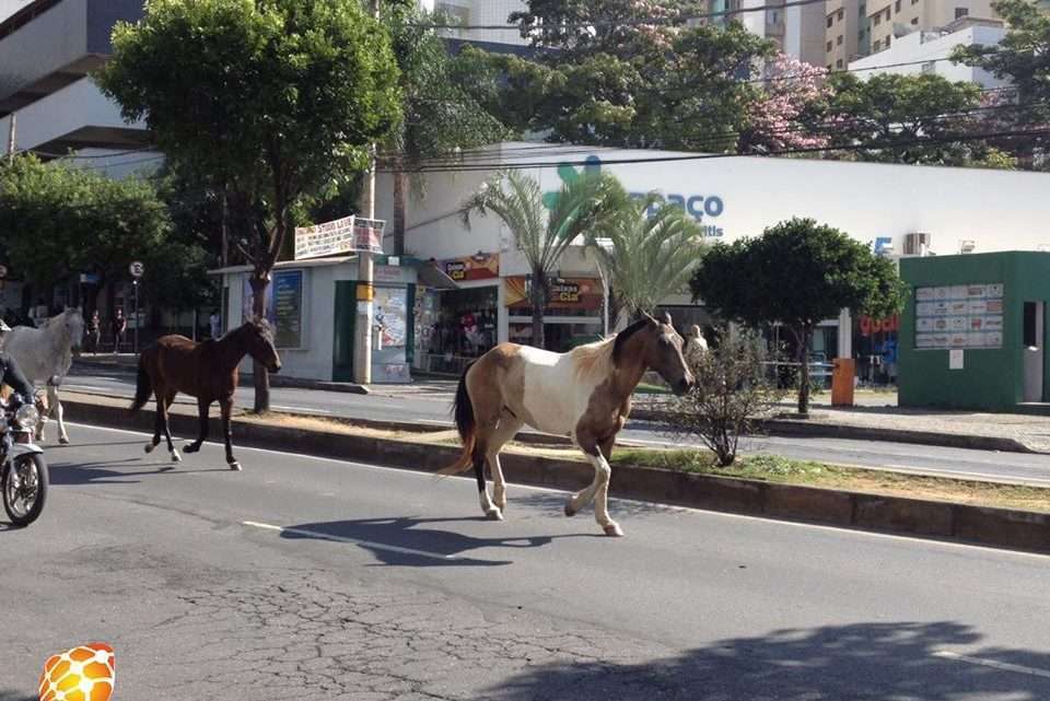 Cavalos passeiam pela avenida Mário Werneck e atrapalham o trânsito. Foto: Victória Trigueiro