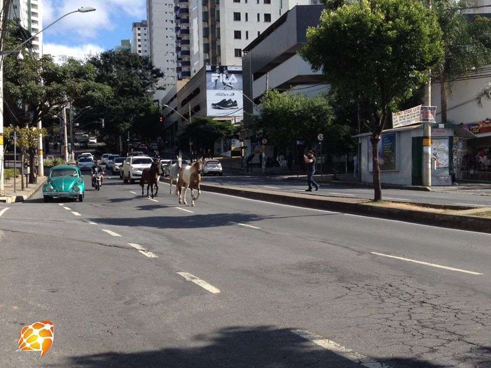 Cavalos passeiam pela avenida Mário Werneck e atrapalham o trânsito. Foto: Victória Trigueiro