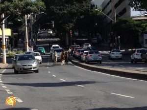 Cavalos passeiam pela avenida Mário Werneck e atrapalham o trânsito. Foto: Victória Trigueiro