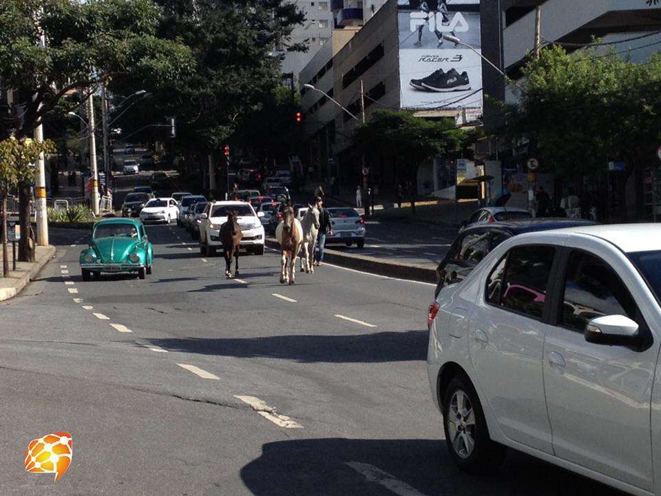 Cavalos passeiam pela avenida Mário Werneck e atrapalham o trânsito. Foto: Victória Trigueiro