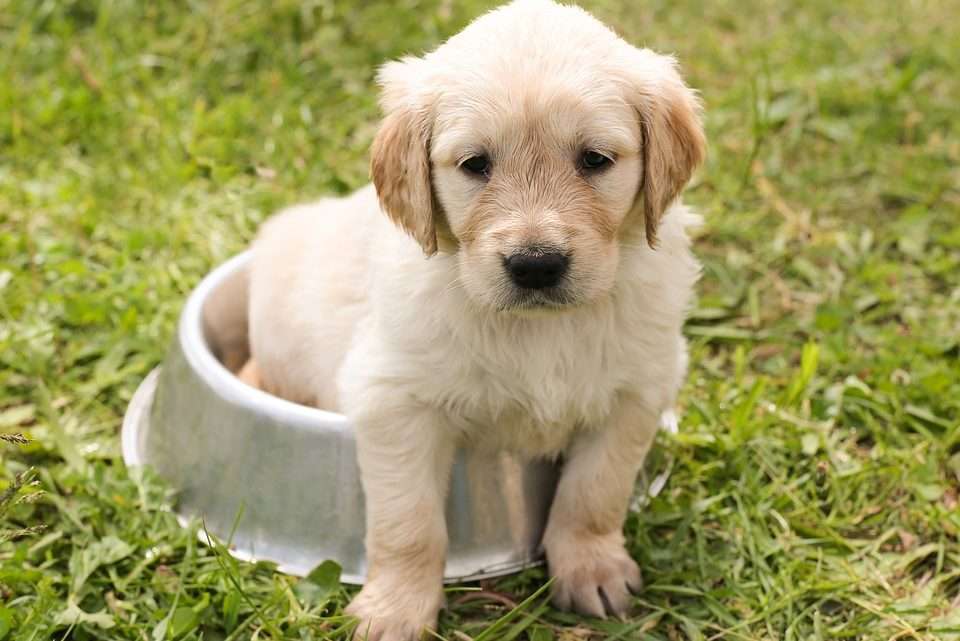 Pequeno cão - Foto: Pixabay